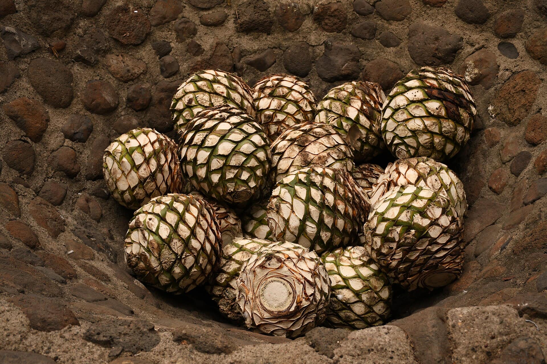 Piñas de agave azul, Tequila, Jalisco, México.