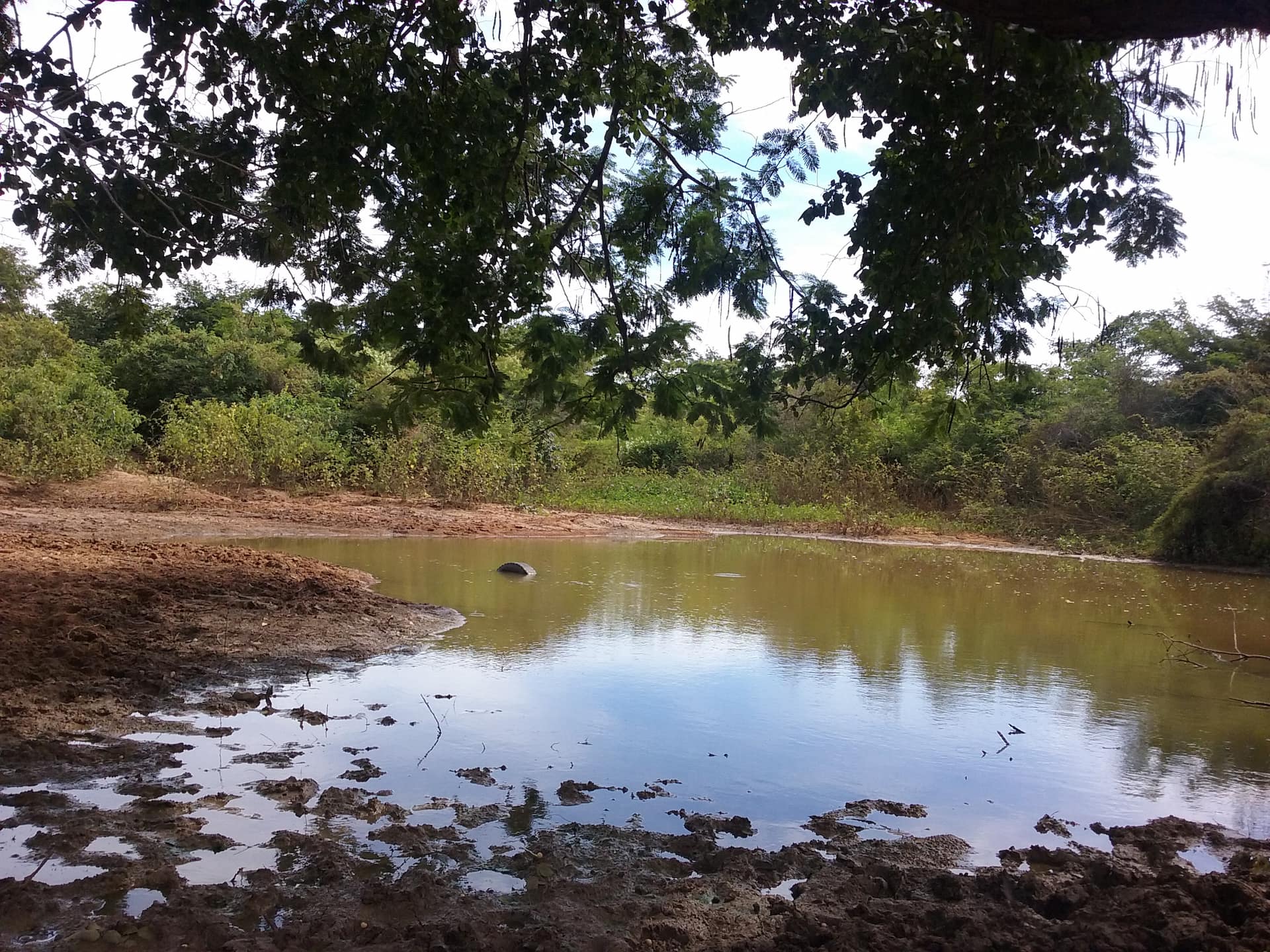 A caatinga é uma vegetação exclusiva do Brasil, a maior parte do ano fica seca porém, com as chuvas tudo fica verde.