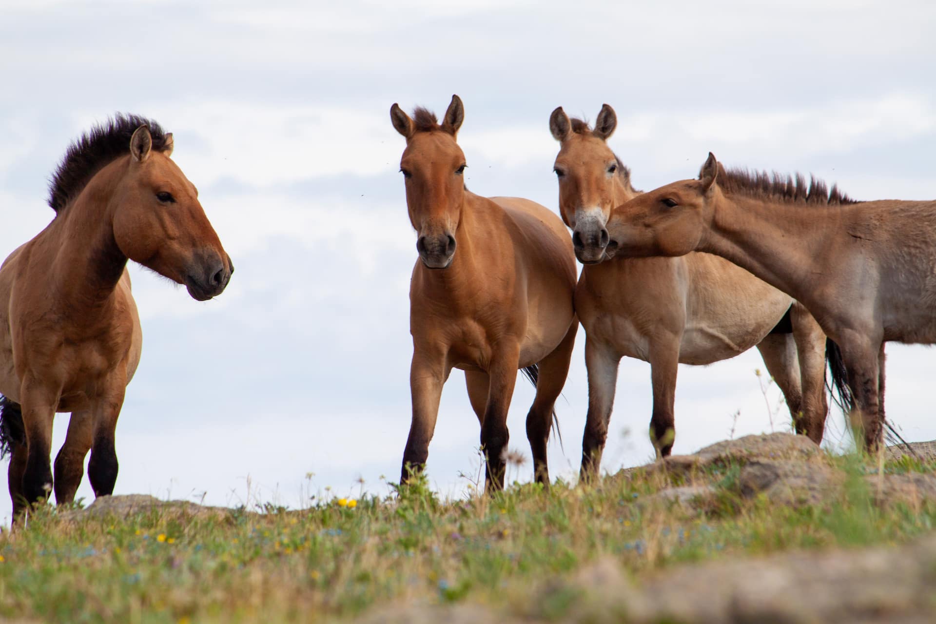 Group of Takhi ( Equus Przewalski ) at Hustai, 2011