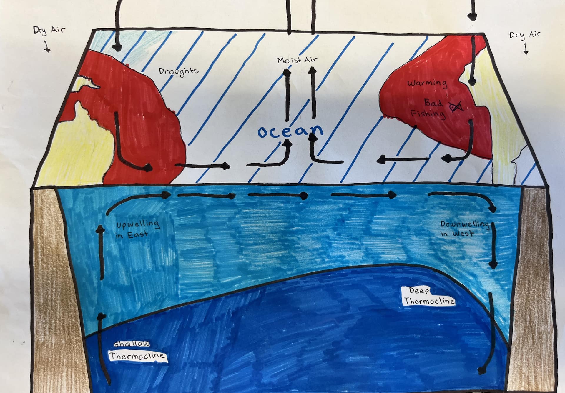 This shows current and wind conditions during an El Niño. Trade winds and currents are reversed, causing upwelling to occur in the East instead of the West as it usually occurs.