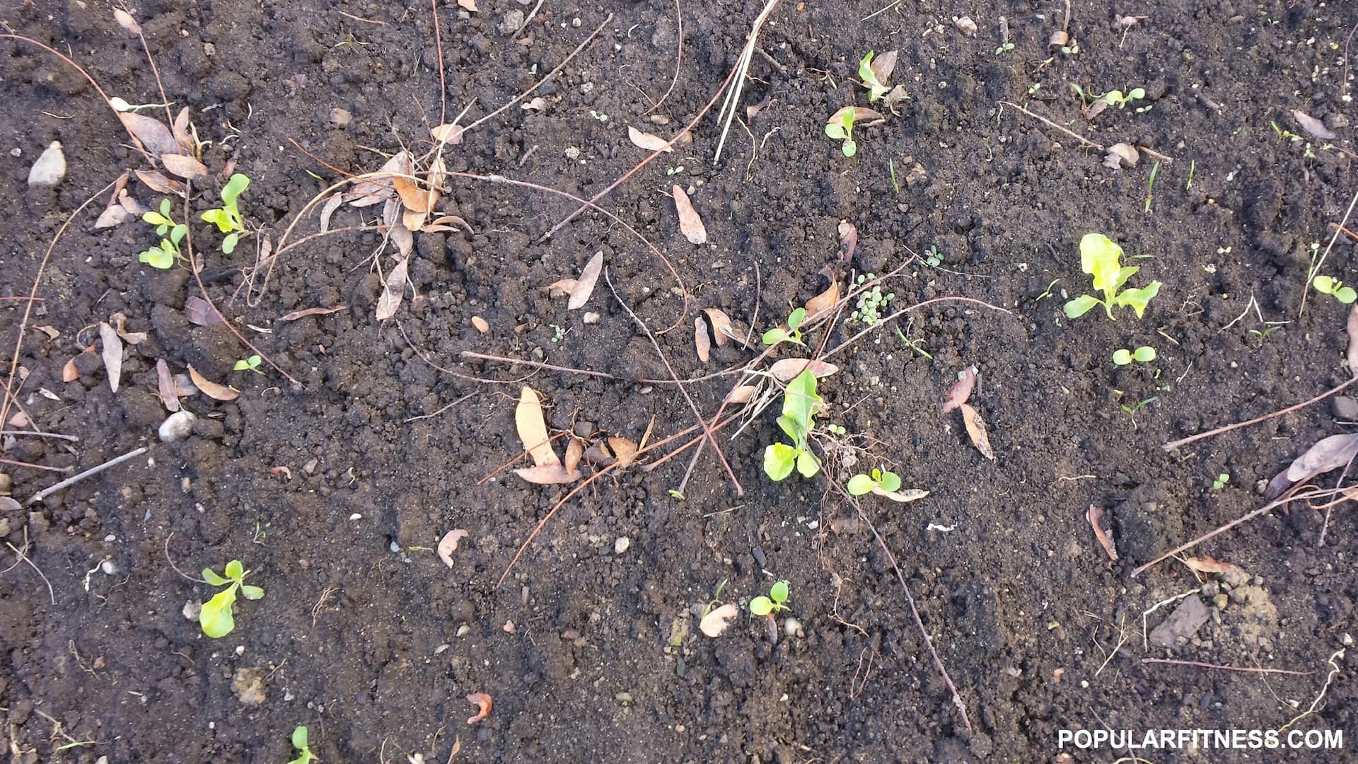 Due to the warm and mild weather caused by Super El Nino - today on Christmas Eve - there is lettuce, Thai Basil and Dill all growing outside in winter in the garden, all from seed in the ground!