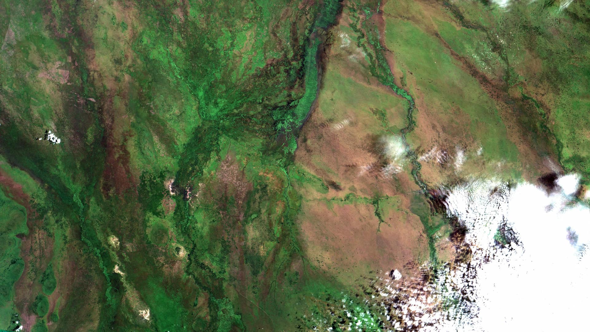 Lafon, comunidade no Sudão do Sul onde vive o Povo Pari (ver links abaixo), ontem. O clima de savana tropical, Aw, com muita chuva mas com estação seca prolongada, alaga as várzeas sazonalmente. Em preto superfície da água, em verde claro gramíneas e macrófitas. Floresta em verde escuro. Solo exposto, savana úmida onde predominam gramíneas, em marrom avermelhado nas áreas mais baixas e em amarelo próximo ás áreas "urbanas", 3 á esq. da imagem, uma no centro, no Morro de Lafon, onde chega a estrada, linha amarela, e duas na parte de cima da imagem, com uma área alagada no meio. Linha amarela logo abaixo do morro é uma pista de pouso. Entre as vilas há roças de sorgo e é praticada pecuária extensiva nas terras baixas / Lafon, South Sudan Pari People community (see links below), yesterday. Tropical savanna climate Aw, a lot of rain but with a long dry season, flood lowlands seazonally. In black, water surface, in light green grasses and macrophytes. Forest in dark green. Exposed soil, wet tropical savannas with lowland grasslands, in redish brown, and in yellow at "urban" areas, 3 at image left, onde at center, in Lafon Hill, where road, a yellow line, arrives, and two more, with a flooded area between them, at image top. Faint yellow line bellow hill is a landing strip. Between villages there are sorghum slash-and-burn plots and lowlands are used for extensive cattle breeding. + info: 1) Povo Pari 2) Povo Pari - video lafon #paripeople #jopari #sudãodosul #sudão #sudan #southsudan #sorghum #sorgo #pecuaria #cattleraching #imatong #africa #eastafrica #africaoriental #áfrica #grasslands #tropicalsavanna #savanatropical sensoriamentoremoto #remotesensing #cbers4 #cbers #inpe #geotecnologias Imagem / Image CBERS4 MUX Lafon, Sudão do Sul Coordenadas do centro da imagem / Image center: 5°01'42.9"N 32°28'21.3"E Data / Date: 17-09-2019 / 2019-17-09 RGB765 (cor verdadeira / true color) Cena / Scene: 079 / 094 Autor / Author: Oton Barros (DSR/OBT/INPE) Imagem em HD / HD Image Visite-nos / Visit us: www.dsr.inpe.br